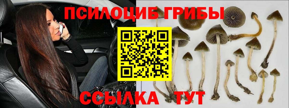 Галлюциногенные грибы Cubensis  Вход с VPN  Дятьково 